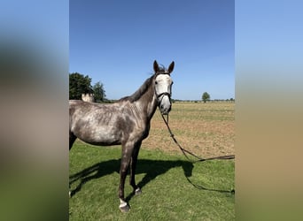 Warmblood eslovaco, Yegua, 5 años, 174 cm, Tordo