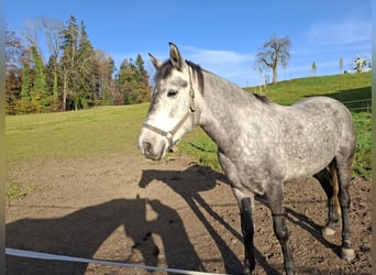 Warmblood eslovaco, Yegua, 6 años, 148 cm, Tordo