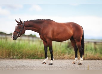 Warmblood eslovaco, Yegua, 6 años, 160 cm, Castaño rojizo