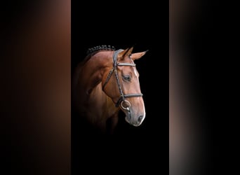 Warmblood eslovaco, Yegua, 6 años, 160 cm, Castaño rojizo