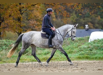 Warmblood eslovaco, Yegua, 6 años, 171 cm, Tordo