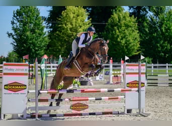 Warmblood eslovaco, Yegua, 6 años, 174 cm, Castaño rojizo