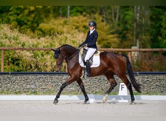 Warmblood eslovaco, Yegua, 6 años, 174 cm, Castaño rojizo