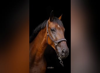 Warmblood eslovaco, Yegua, 7 años, 167 cm, Castaño rojizo