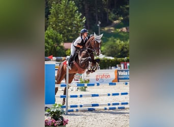 Warmblood eslovaco, Yegua, 7 años, 175 cm, Castaño oscuro
