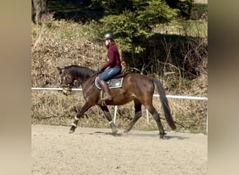 Warmblood eslovaco, Yegua, 8 años, 158 cm