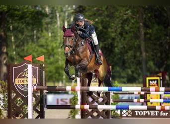 Warmblood eslovaco, Yegua, 8 años, 162 cm, Castaño oscuro