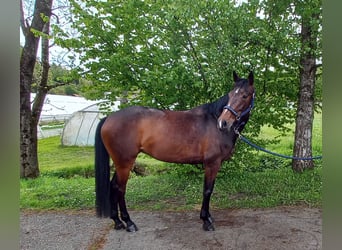 Warmblood eslovaco, Yegua, 8 años, 164 cm, Castaño oscuro
