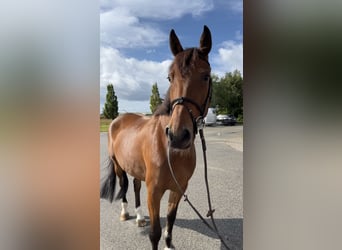 Warmblood eslovaco, Yegua, 8 años, 165 cm, Castaño