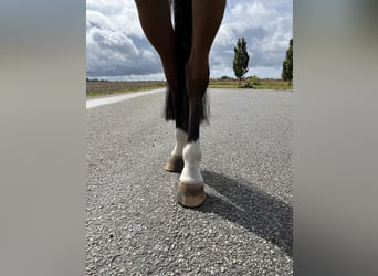 Warmblood eslovaco, Yegua, 8 años, 165 cm, Castaño