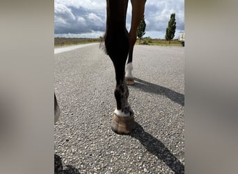 Warmblood eslovaco, Yegua, 8 años, 165 cm, Castaño