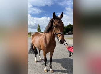 Warmblood eslovaco, Yegua, 8 años, 165 cm, Castaño