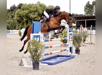 Warmblood eslovaco, Yegua, 8 años, 170 cm, Castaño