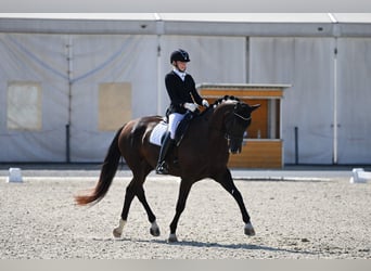 Warmblood eslovaco, Yegua, 8 años, 172 cm, Negro