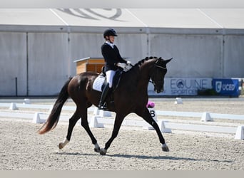 Warmblood eslovaco, Yegua, 8 años, 172 cm, Negro