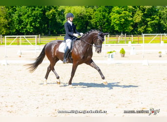 Warmblood eslovaco, Yegua, 8 años, 172 cm, Negro