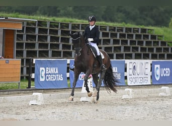 Warmblood eslovaco, Yegua, 8 años, 172 cm, Negro