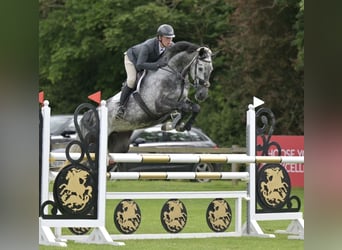 Warmblood eslovaco, Yegua, 8 años, 173 cm, Tordo