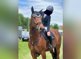 Warmblood eslovaco, Yegua, 9 años, 168 cm, Castaño