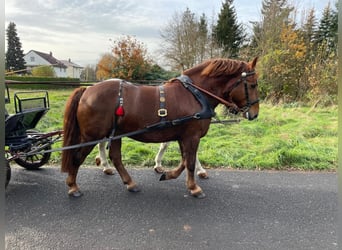 Warmblood pesado, Caballo castrado, 10 años, 160 cm, Alazán-tostado