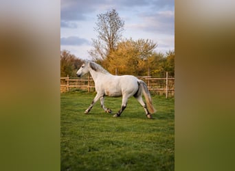 Warmblood pesado, Caballo castrado, 10 años, 160 cm, Tordo