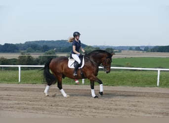 Warmblood pesado, Caballo castrado, 10 años, 166 cm, Castaño