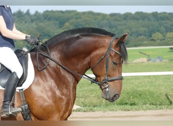 Warmblood pesado, Caballo castrado, 10 años, 166 cm, Castaño