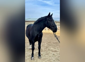 Warmblood pesado, Caballo castrado, 10 años, 167 cm, Castaño