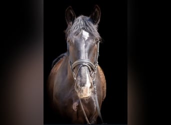 Warmblood pesado, Caballo castrado, 10 años, 167 cm, Castaño