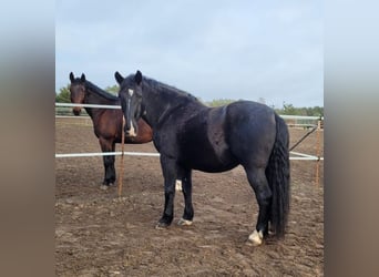 Warmblood pesado, Caballo castrado, 10 años, 167 cm, Castaño
