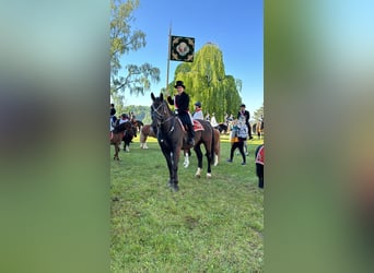 Warmblood pesado, Caballo castrado, 10 años, 167 cm, Morcillo