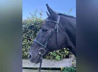 Warmblood pesado, Caballo castrado, 10 años, 170 cm, Negro