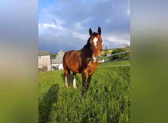 Warmblood pesado, Caballo castrado, 11 años, 160 cm, Castaño