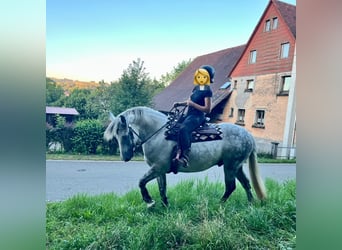 Warmblood pesado, Caballo castrado, 11 años, 163 cm, Tordo rodado