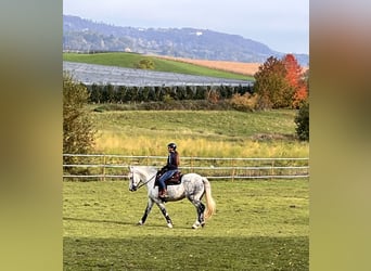 Warmblood pesado, Caballo castrado, 11 años, 163 cm, Tordo rodado