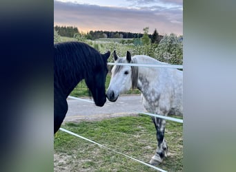 Warmblood pesado, Caballo castrado, 11 años, 163 cm, Tordo rodado