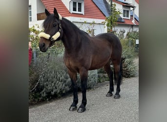 Warmblood pesado Mestizo, Caballo castrado, 12 años, 167 cm, Castaño oscuro