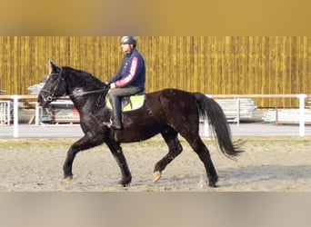 Warmblood pesado, Caballo castrado, 12 años, 175 cm, Negro