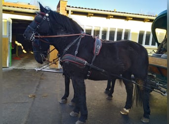 Warmblood pesado, Caballo castrado, 12 años, 175 cm, Negro