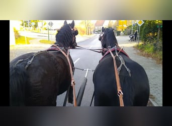 Warmblood pesado, Caballo castrado, 12 años, 175 cm, Negro