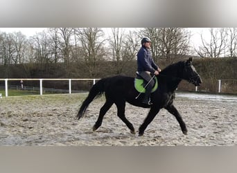 Warmblood pesado, Caballo castrado, 12 años, 175 cm, Negro