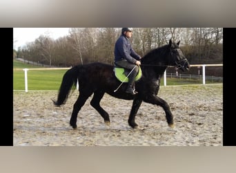 Warmblood pesado, Caballo castrado, 12 años, 175 cm, Negro