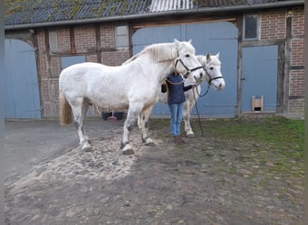 Warmblood pesado, Caballo castrado, 13 años, 158 cm, Tordo