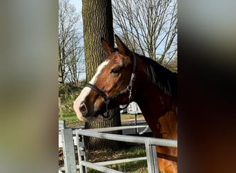 Warmblood pesado, Caballo castrado, 13 años, 172 cm, Castaño