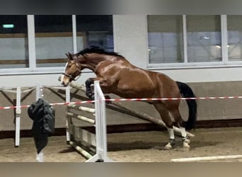 Warmblood pesado, Caballo castrado, 13 años, 172 cm, Castaño