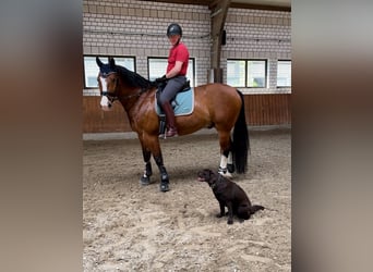 Warmblood pesado, Caballo castrado, 13 años, 172 cm, Castaño