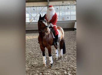 Warmblood pesado, Caballo castrado, 13 años, 172 cm, Castaño