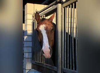 Warmblood pesado, Caballo castrado, 13 años, 172 cm, Castaño