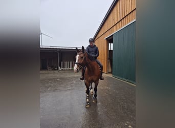 Warmblood pesado, Caballo castrado, 13 años, 172 cm, Castaño