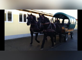 Warmblood pesado, Caballo castrado, 13 años, 174 cm, Negro